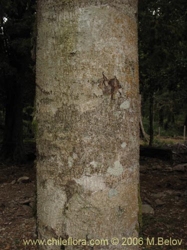 Imágen de Laureliopsis philippiana (Tepa / Laurela). Haga un clic para aumentar parte de imágen.